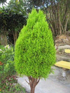 Cameron Highlands-092